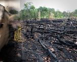 por que reducir tu consumo de carne es una de las mejores cosas que podes hacer para salvar a la amazonia