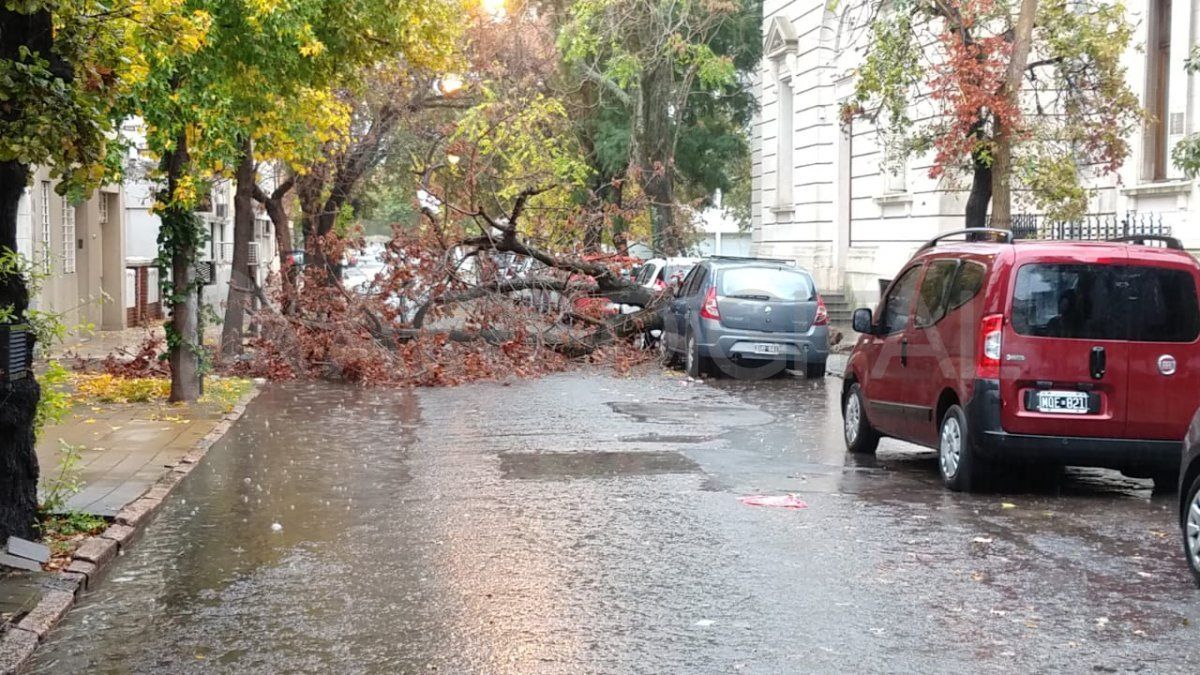 El árbol cortó la circulación de vehículos en calle 3 de febrero a la altura del 3000.