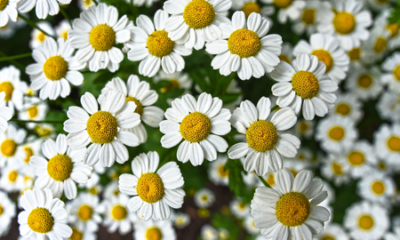 Para saber si una planta es manzanilla, busca flores con pétalos blancos y un centro amarillo prominente y hueco. Para saber si una planta es manzanilla, busca flores con pétalos blancos y un centro amarillo prominente y hueco.