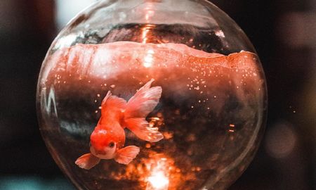 viral: llevo a su pecera un pececito dorado pero resulto ser un monstruo viral: llevo a su pecera un pececito dorado pero resulto ser un monstruo