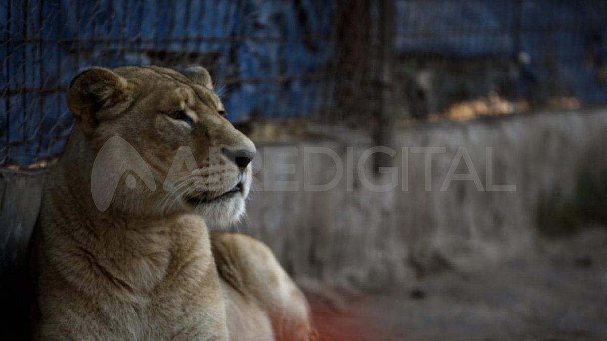 Una leona de avanzada edad en el predio rural del sur provincial donde fue encontrada por personal del Ministerio de Ambiente de la Nación.