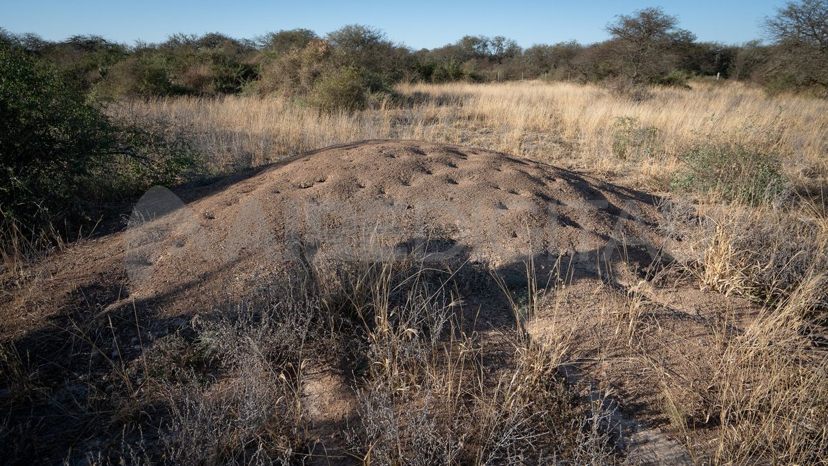 Estos son los enormes hormigueros que construyen las hormigas defoliadoras chaqueñas.