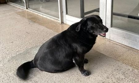 El guardián de la UNL: Garrafa no era solo un perro comunitario, era parte de la vida cotidiana de cientos de estudiantes que hoy exigen justicia por su muerte. El guardián de la UNL: Garrafa no era solo un perro comunitario, era parte de la vida cotidiana de cientos de estudiantes que hoy exigen justicia por su muerte.