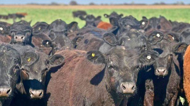 Sociedad Rural renovó su crítica a VISEC Carne y alertó una nueva retención a los granos