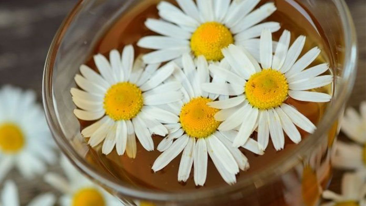 Té de manzanilla para adelgazar rápido