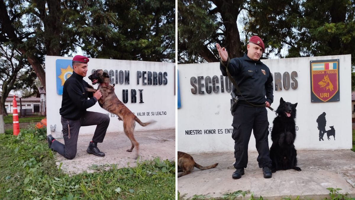 Nehuén y Balto, los canes de la Policía de Santa Fe. Nehuén y Balto, los canes de la Policía de Santa Fe.