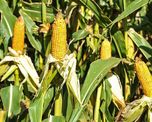 Genética y manejo: las claves de un productor santafesino para lograr hasta 185 qq/ha en maíz Genética y manejo: las claves de un productor santafesino para lograr hasta 185 qq/ha en maíz