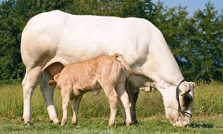 La Raza Bovina Piamontesa, originaria de Cuneo, Italia, se destaca por su rendimiento productivo y su versatilidad. La Raza Bovina Piamontesa, originaria de Cuneo, Italia, se destaca por su rendimiento productivo y su versatilidad.