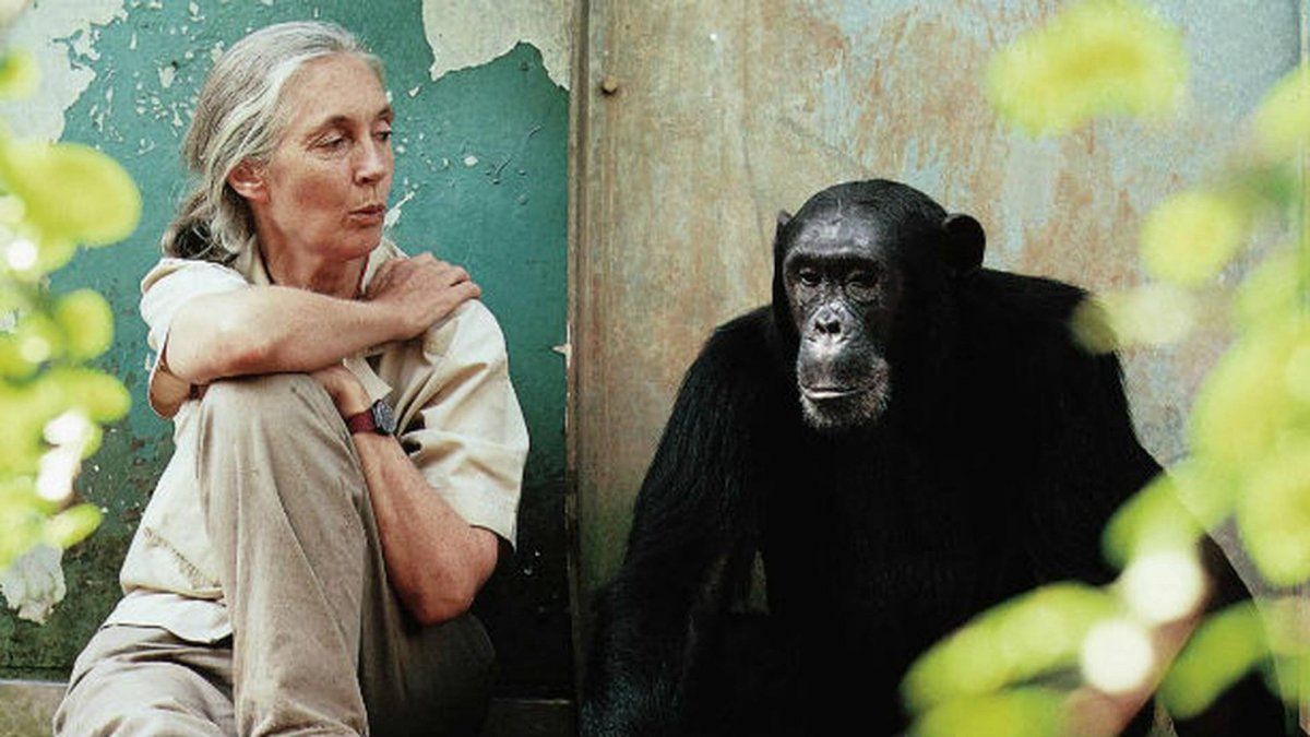 Es una conocida primatóloga, etóloga, antropóloga y mensajera de la paz de la ONU inglesa.