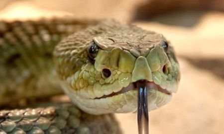 fotos: encontro una serpiente en el bano y resulto ser una de las mas venenosas del mundo fotos: encontro una serpiente en el bano y resulto ser una de las mas venenosas del mundo