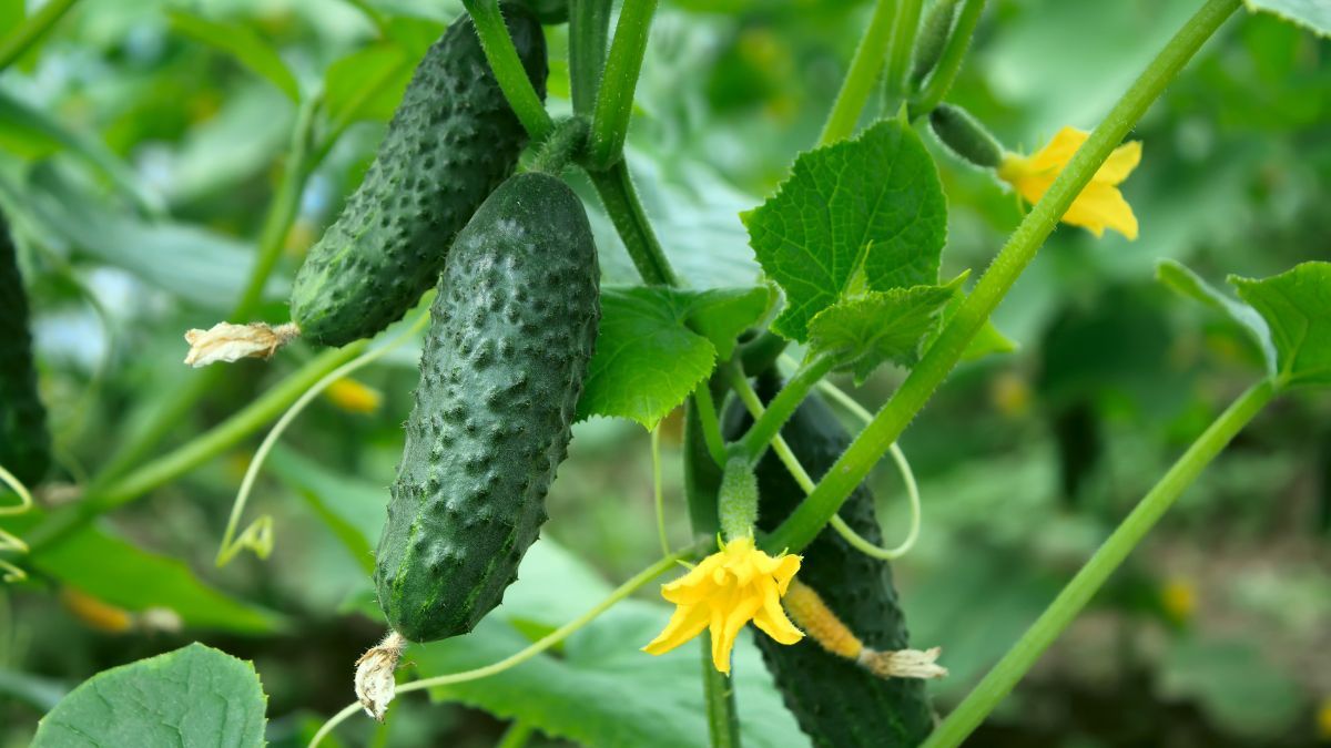 El pepino crece rápido y trepa con facilidad, ofreciendo varias tandas de frutos frescos. El pepino crece rápido y trepa con facilidad, ofreciendo varias tandas de frutos frescos.