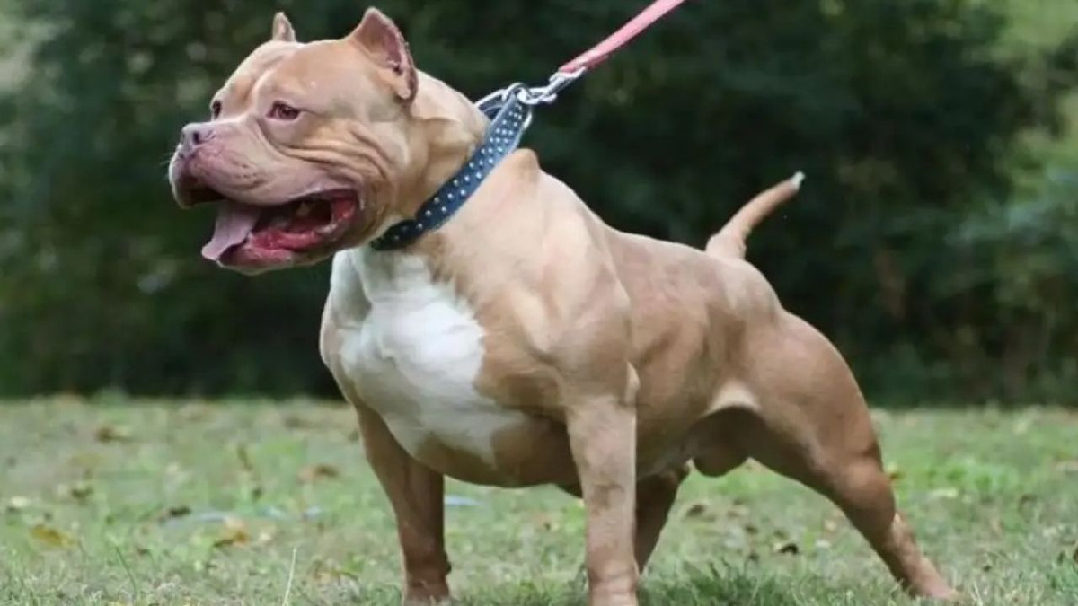 Los perros que atacaron a una bebé y a su abuela no estaban registrados