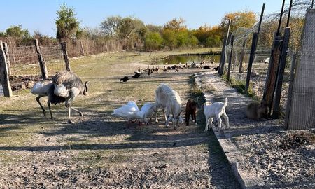 La granja fue allanada por policías de la Agencia de Investigación Criminal. La granja fue allanada por policías de la Agencia de Investigación Criminal.