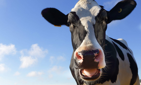 manejaba con su familia y choco: embistio a una vaca suelta que cruzaba la ruta manejaba con su familia y choco: embistio a una vaca suelta que cruzaba la ruta