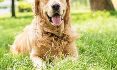 ¿Sabes qué cuidados necesita tu perro o perra recién esterilizada? ¿Sabes qué cuidados necesita tu perro o perra recién esterilizada?