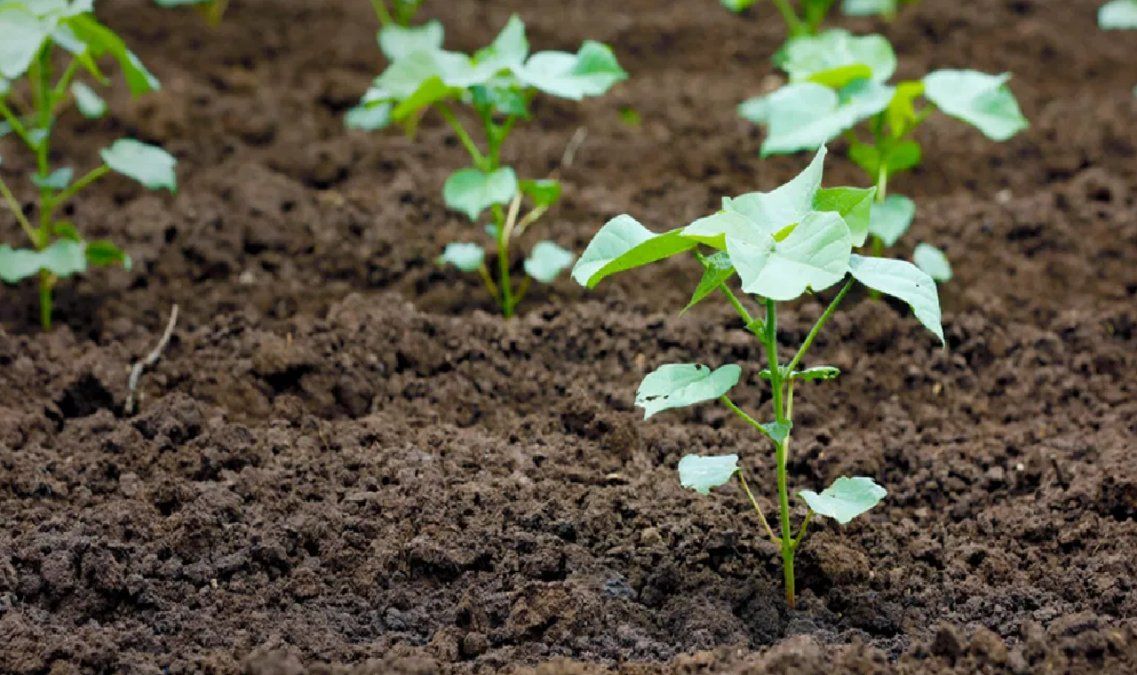 Las fases de la luna están vinculadas a la productividad y calidad de las plantas