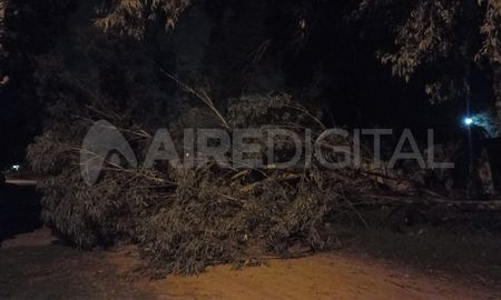 La caída de un árbol produce inconvenientes en los vecinos que quieren circular por calle Bohanes. La caída de un árbol produce inconvenientes en los vecinos que quieren circular por calle Bohanes.