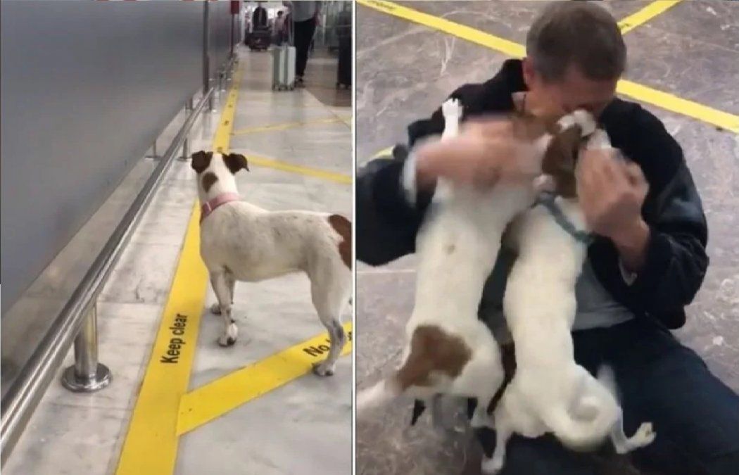 Video: la emoci&oacute;n de dos perritos al reencontrarse con su due&ntilde;o en un aeropuerto