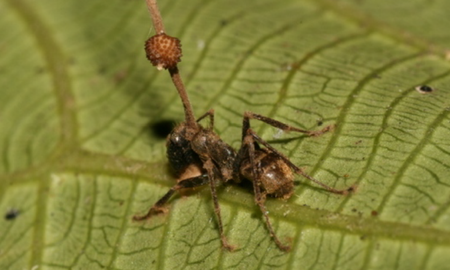 The Last of Us: ¿es real el hongo Cordyceps y puede infectar a los humanos?. The Last of Us: ¿es real el hongo Cordyceps y puede infectar a los humanos?.