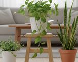 Las 3 plantas más elegidas para el hogar. Las 3 plantas más elegidas para el hogar.
