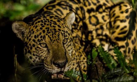Día del Yaguareté: el felino más grande de nuestro continente Día del Yaguareté: el felino más grande de nuestro continente