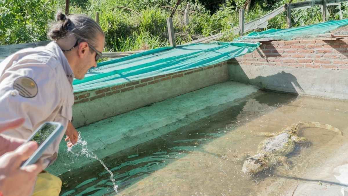 La Esmeralda recibió monos carayá, tortugas de agua, yacarés autóctonos y varias especies de aves. La Esmeralda recibió monos carayá, tortugas de agua, yacarés autóctonos y varias especies de aves.
