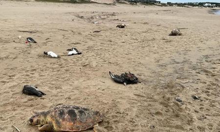 Hallan 5000 animales muertos en las costas de Uruguay: pingüinos, tortugas, lobos marinos y hasta delfines Hallan 5000 animales muertos en las costas de Uruguay: pingüinos, tortugas, lobos marinos y hasta delfines