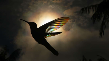 ¿Ver un colibrí en la noche anuncia un mal presagio?