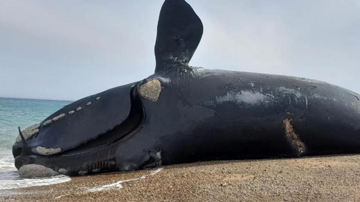 Más de 76 ballenas aparecieron muertas en la Península Valdés
