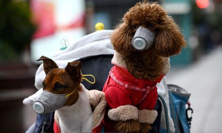 Especialistas de un hospital veterinario en el sudeste de Inglaterra advirtieron manifestaciones atípicas incluidas anomalías cardíacas graves y un deterioro profundo del estado de salud en perros y gatos infectados con la variante británica de coronavirus Especialistas de un hospital veterinario en el sudeste de Inglaterra advirtieron manifestaciones atípicas incluidas anomalías cardíacas graves y un deterioro profundo del estado de salud en perros y gatos infectados con la variante británica de coronavirus