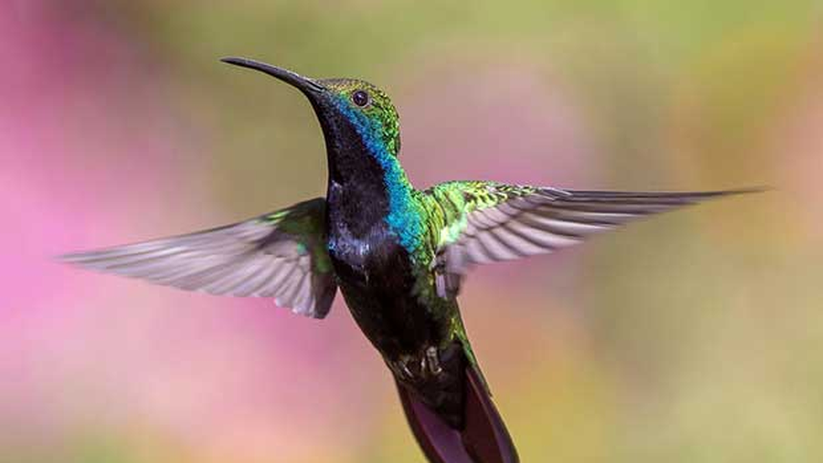 Cómo hace el colibrí para volar hacia atrás