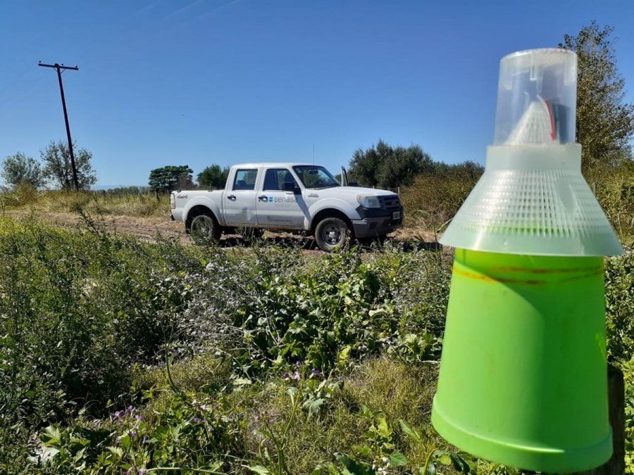 Siguen los monitoreos para la detección de la presencia del picudo algodonero.
