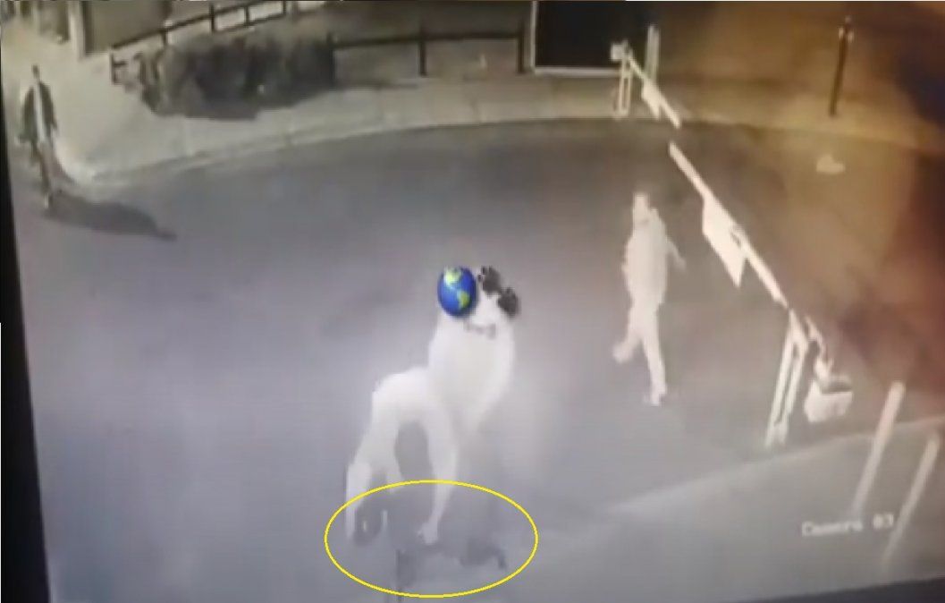 Detenidos tras quedar grabados cuando apuñalaba 18 veces a un perro callejero