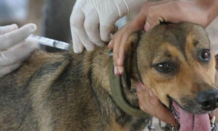 El Instituto Municipal de Salud Animal atenderá con turnos durante la cuarentena. El Instituto Municipal de Salud Animal atenderá con turnos durante la cuarentena.