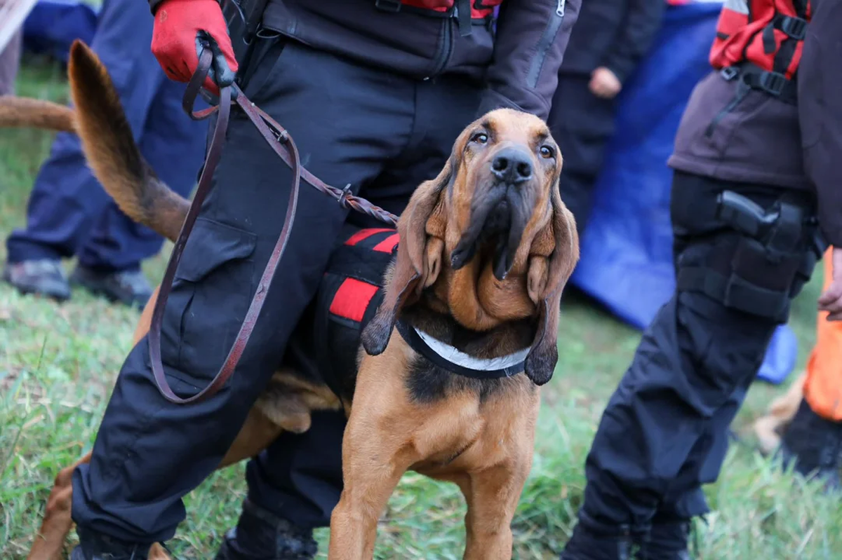 En el lugar, trabajaron unos 50 efectivos policiales con palos y con perros para encontrar rastros de Loan. En el lugar, trabajaron unos 50 efectivos policiales con palos y con perros para encontrar rastros de Loan.