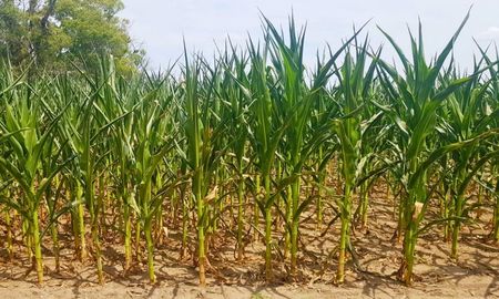 Lote con maíz tardío; en etapa desarrollo vegetativo, con síntomas de déficit hídrico, en el centro sur del departamento Las Colonias. Foto: SEA Lote con maíz tardío; en etapa desarrollo vegetativo, con síntomas de déficit hídrico, en el centro sur del departamento Las Colonias. Foto: SEA