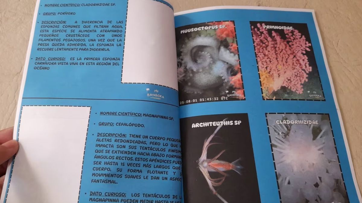 Así es el album de figuritas creado por Yohana Burgos. Así es el album de figuritas creado por Yohana Burgos.