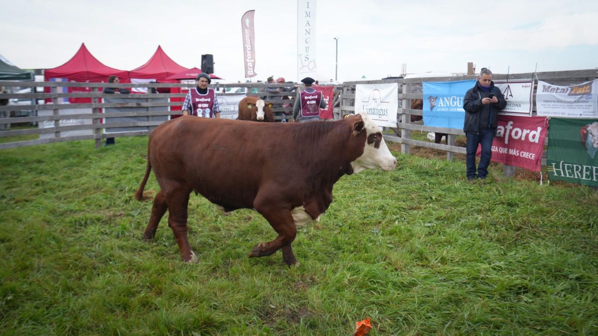 Ejemplares de la raza Braford premiados en Agroactiva 2025, con cabañas santafesinas destacadas.