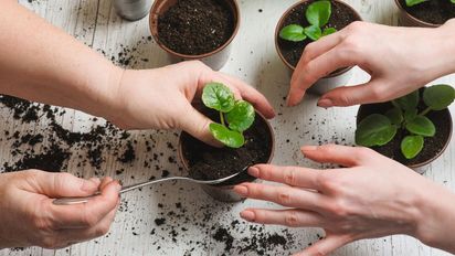 Por qué las hojas nuevas de las plantas salen más chicas y cómo corregirlo