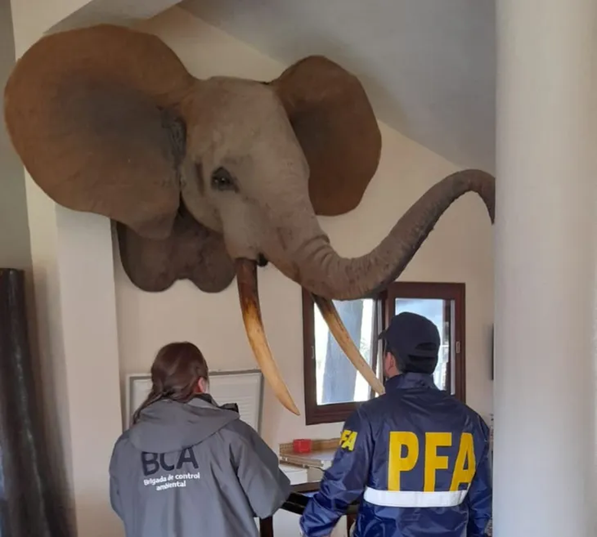 Encontraron una cabeza de elefante en un domicilio particular durante un operativo contra la tenencia y tráfico ilegal de fauna silvestre. Encontraron una cabeza de elefante en un domicilio particular durante un operativo contra la tenencia y tráfico ilegal de fauna silvestre. 