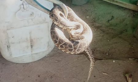 Rescataron una serpiente en una casa de Santa Fe Rescataron una serpiente en una casa de Santa Fe