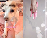 Una influencer le puso uñas postizas a su perro: ¿maltrato animal? Una influencer le puso uñas postizas a su perro: ¿maltrato animal?