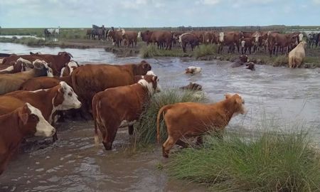 exceso de lluvias y campos inundados: el desafio de mover hacienda en el norte de santa fe exceso de lluvias y campos inundados: el desafio de mover hacienda en el norte de santa fe
