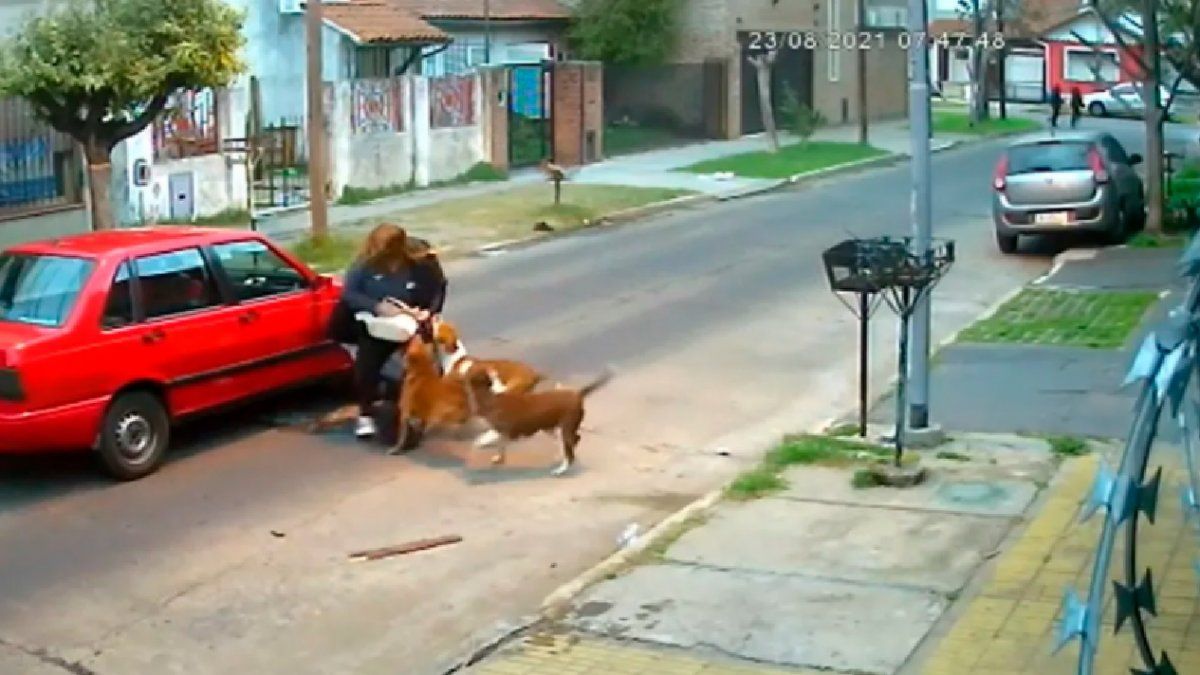 Tres perros atacaron ferozmente a una mujer y el dueño dijo no me puedo ocupar