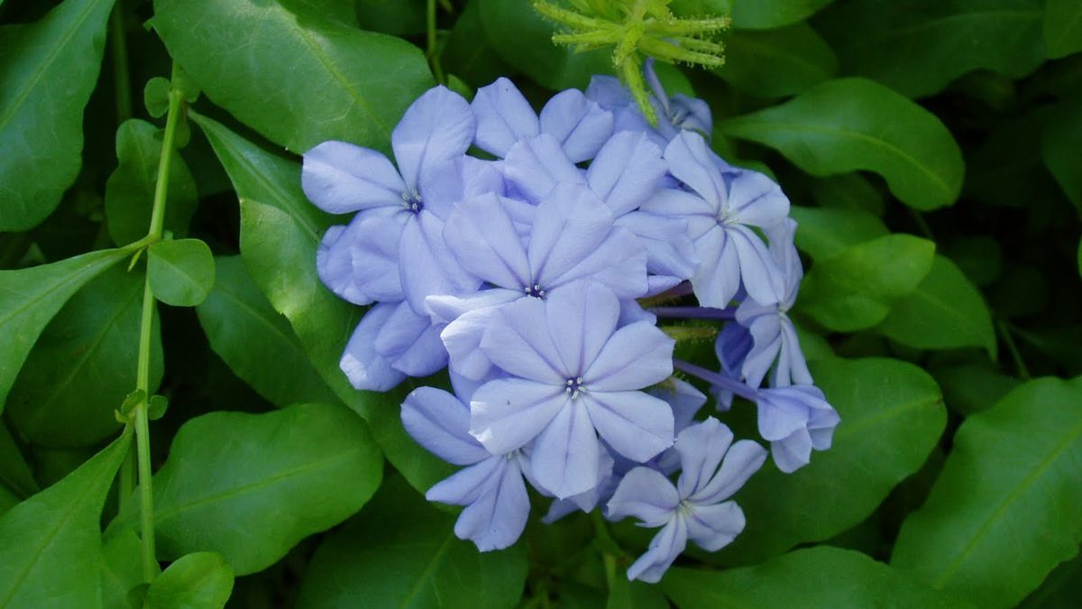 Sus flores atraen mariposas y llenan de color los jardines durante todo el verano. Sus flores atraen mariposas y llenan de color los jardines durante todo el verano.