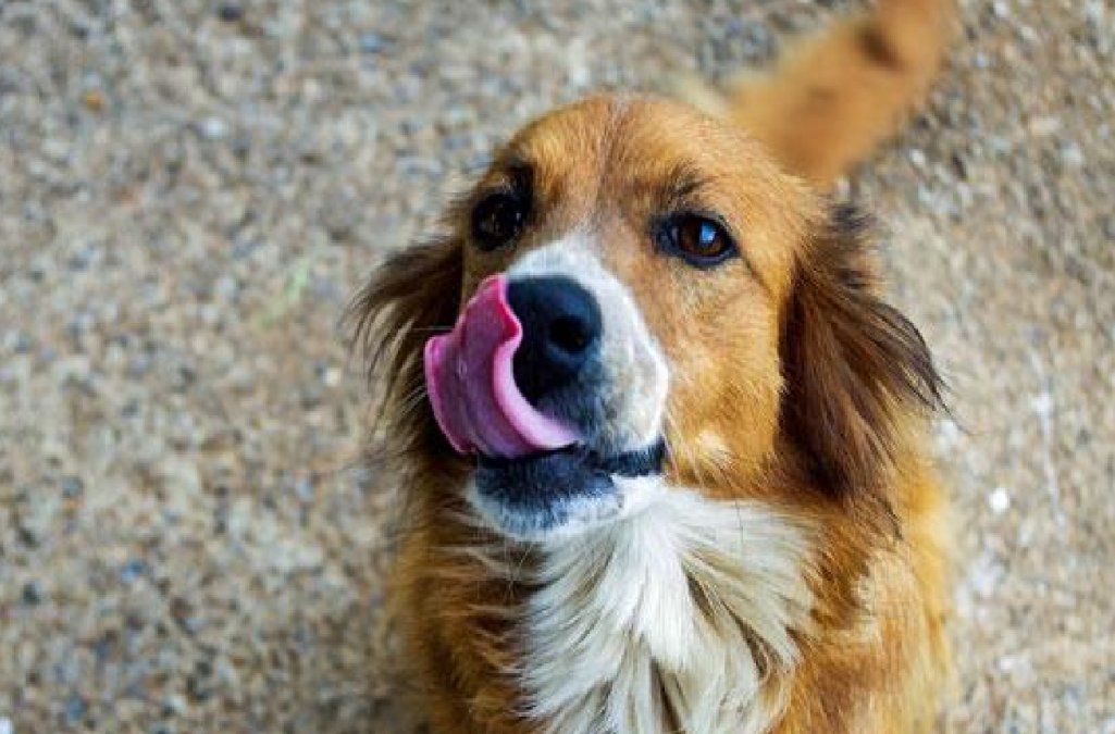 Es un perro exclusivo