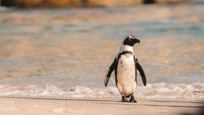 Preocupación en Mar del Plata: aparecieron decenas de pingüinos muertos en la playa