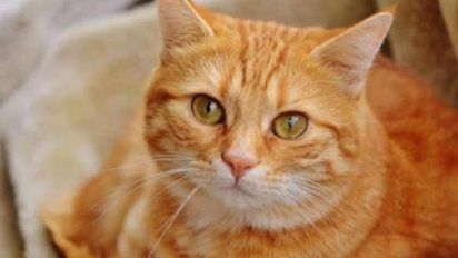 Garfield, el gato que fue regalado y caminó 64 kilómetros para volver a su vieja casa