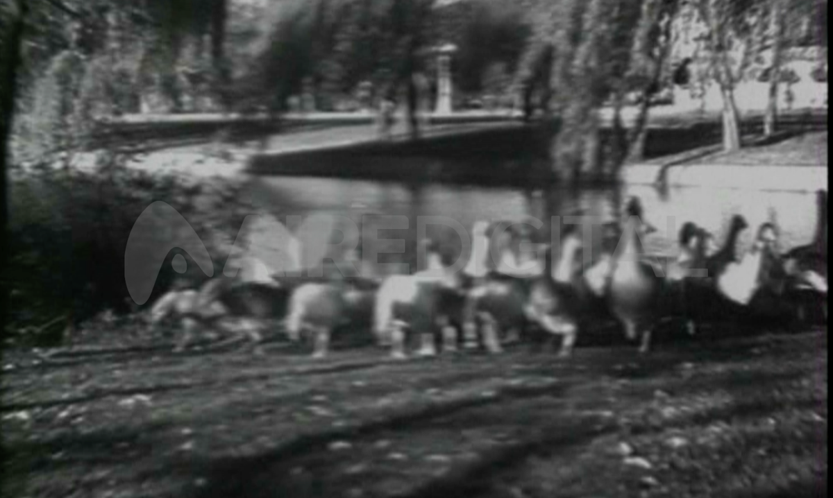 En los primeros años del Parque Garay había muchas aves en las islas artificiales del lago. En los primeros años del Parque Garay había muchas aves en las islas artificiales del lago.