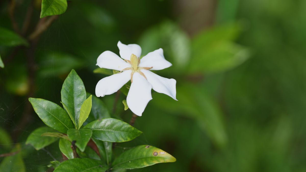 Sus flores blancas se destacan por el intenso perfume que desprenden durante la primavera y el verano. Sus flores blancas se destacan por el intenso perfume que desprenden durante la primavera y el verano.